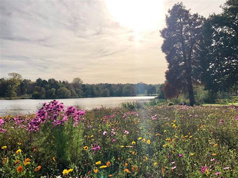 How To Grow An Urban Flower Meadow The English Garden