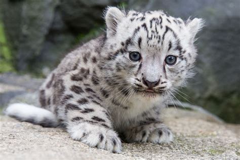 Meet Kitai The Endangered Snow Leopard Cub Zooborns