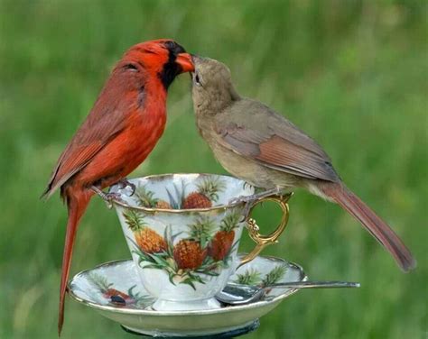 Cardinals Feeding Each Other During Mating Season Cardinal Birds