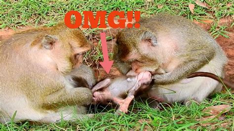 First of all, i'd like to introduce my little baby, she was born on feb. OMG!!, POOR BABY MONKEY NO CRYING WHILE MAMA MISTREAT LIKE ...