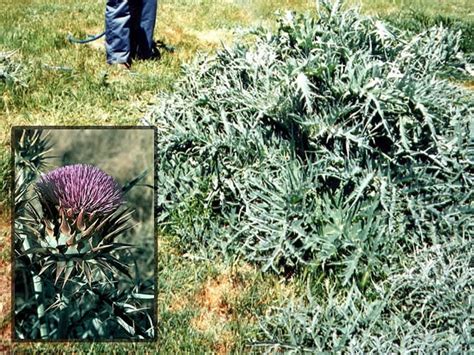 Prairie dogs are an a blade cuts roots of plants ahead of the knife, a seeder assembly dispenses bait, and a packer wheel. WEEDS - Common - Resources - Agriculture / Weights ...