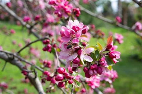 The Profusion Crabapple Tree Minneopa Orchards