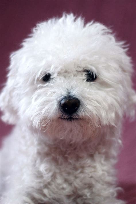 14 Small White Dog Breeds Fluffy Little White Dogs