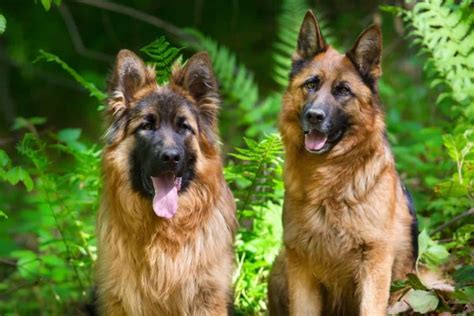 German Shepherd Dog Temperament Traits And Characteristics