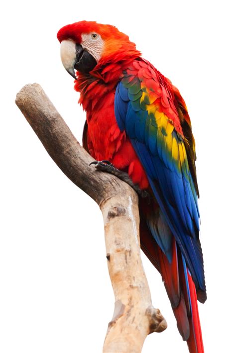 Parrot Sitting On A Stick Png Image Purepng Free