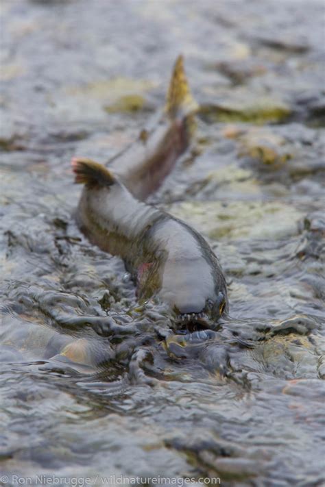 Chum Salmon Photos By Ron Niebrugge