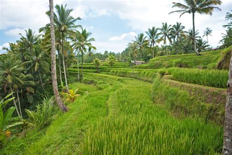 Campo De La Terraza Del Arroz Ubud Bali Indonesia Imagen De Archivo