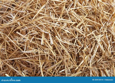 Straw Hay Texture Stock Photo Image Of Dried Farm Straw 33413514
