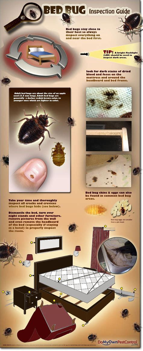Bed bug faq has there really been a resurgence in bedbugs in the u.s. A simple guide showing how to do your own bed bug ...