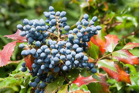 Are Oregon Grape Holly Berries Poisonous Thriving Yard