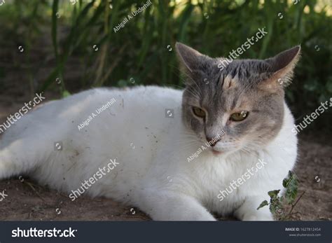 Pastel Calico Cat Laying Front Grass Stock Photo 1627812454 Shutterstock