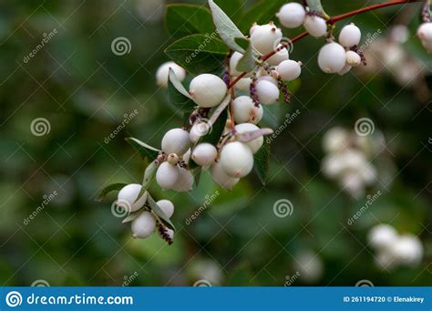 Close Up Symphoricarpos Commonly Known As The Snowberry Or Ghostberry