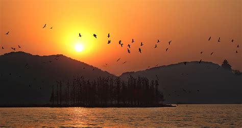 Birds Flying Over Sunset Over East Lake Image Free Stock Photo