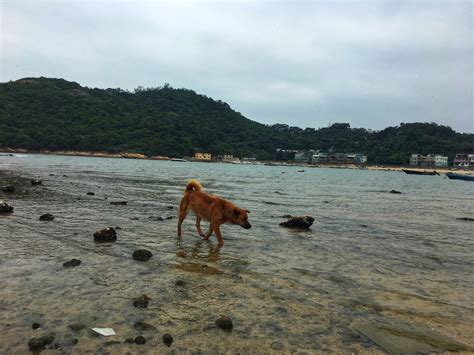 Search for text in self post contents. 坪洲 | Victor Blog
