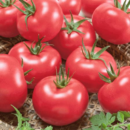 Germinating tomato seeds require warmth. Heirloom Tomato Seeds - 'Porter'