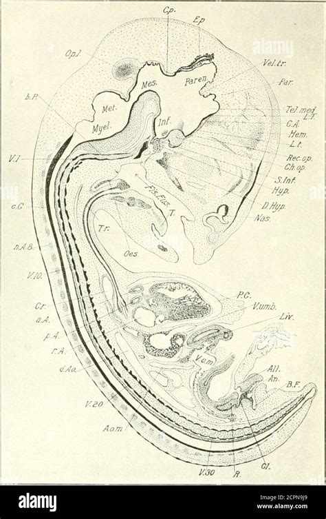 El Desarrollo De La Pollera Una Introducción A La Embriología Oído