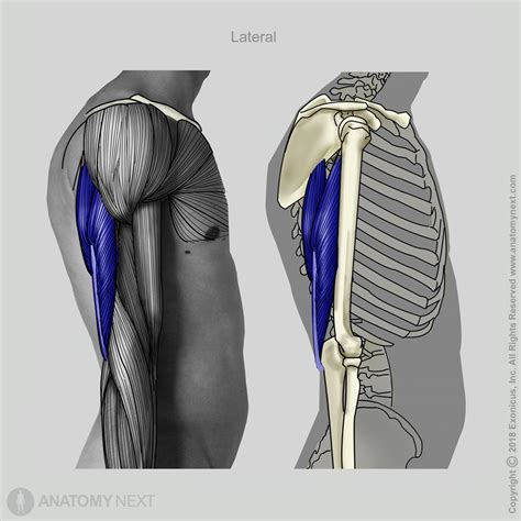 Triceps Brachii And Biceps Brachii