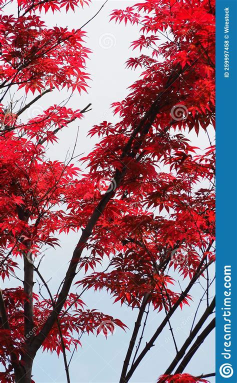 Vertical Of Beautiful Red Japanese Maple Tree Leaves Acer Palmatum