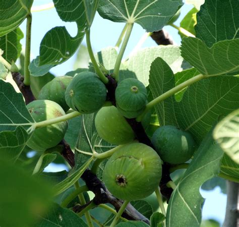 How To Grow Fig Tree In Container Growing Fig Plant Naturebring