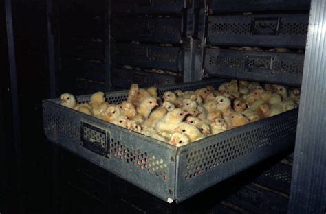 Chickens In A Factory Farm Green Blog Photo Albums Green Blog