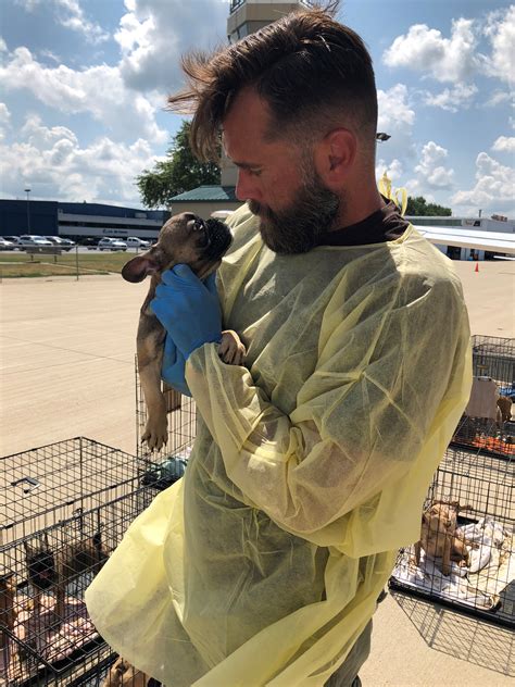 23 french bulldog puppies rescued from 120º truck in texas. 23 French bulldogs rescued from Texas will need months of ...