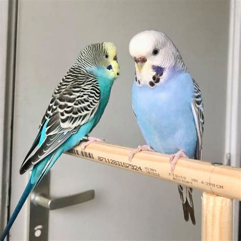 Budgies For Sale English Budgies For Sale Budgie Bird For Sale