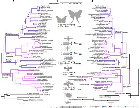 Genetic Architecture And Sex Specific Selection Govern Modular Male