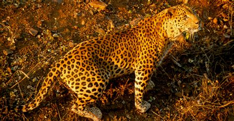 Four Leopards A Week Enter Indias Illegal Wildlife Trade Wwf India