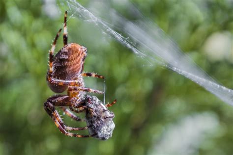 How Do Spiders Eat Their Prey Fauna Facts