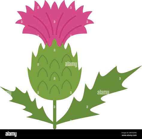 Thistle Uk Stock Vector Images Alamy