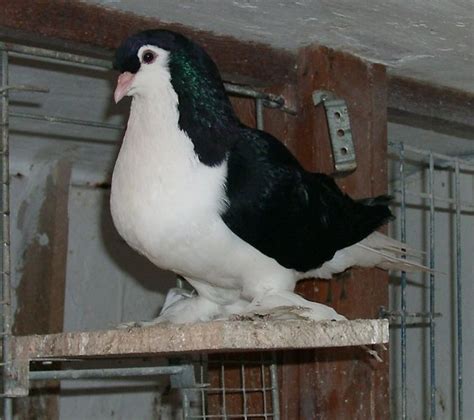 Pigeon Mad Guide To Fancy Pigeon Breeds Pigeon Breeds Lahore