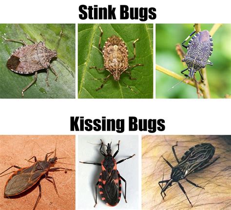 Assassin Bug Vs Stink Bugs Stink Bugs Kiss Bug Bugs