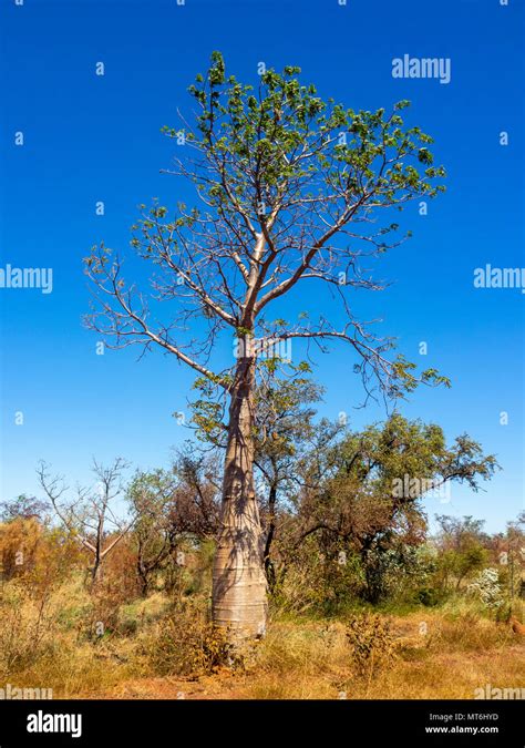 A Boab Tree Adansonia Gregorii Beside The Gibb River Road Kimberley