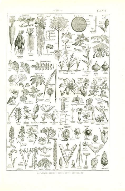 1922 Vintage Plant Poster Botanical Poster Natural Science Classroom