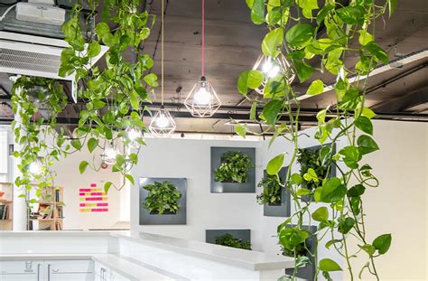 Indoor Hanging Plant Displays For Offices Fully Maintained Inleaf