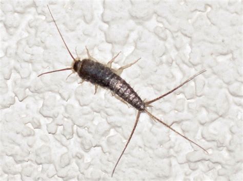 How To Get Rid Of Silverfish Remove Pests From Your Home