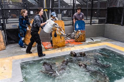 Volunteer The Marine Mammal Center