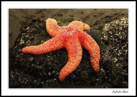 Ochre Sea Star Pisaster Ochraceus Kingdom Animalia Phyl Flickr
