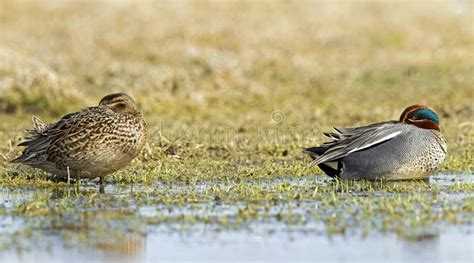 Wintertaling Common Teal Anas Crecca Stock Image Image Of Holland