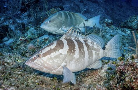 Nassau Grouper Breef