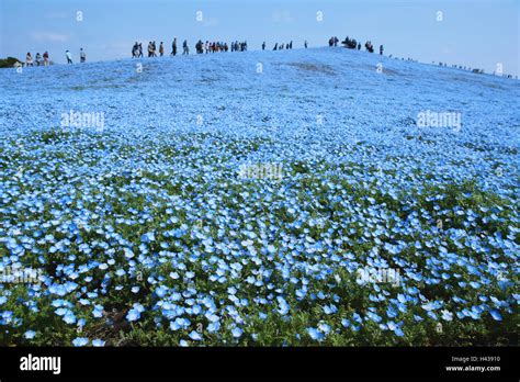Baby Blue Eyes Flower Field Ibaraki Prefecture Japan Stock Photo Alamy