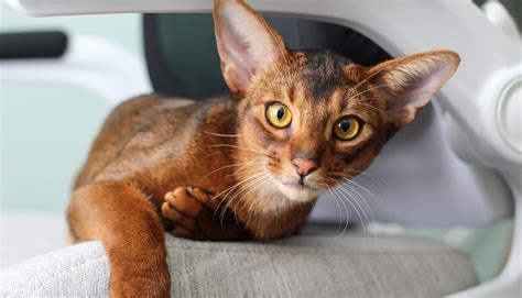 All You Need To Know About The Abyssinian Cat Breed A Comprehensive