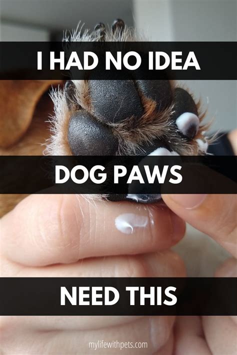 How To Properly Care For Your Dogs Paws Dog Paws Paw Care Dog Paw Care