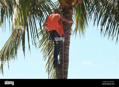 Palm Tree Climbing Hi Res Stock Photography And Images Alamy