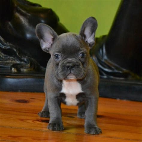 Rare Blue French Bulldog Puppies