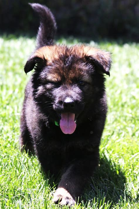 Sentinelharts Specializing In Black German Shepherds Puppies Are