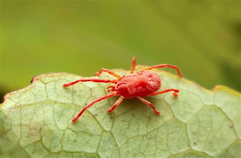 How To Get Rid Of Chiggers In Your Yard Bob Vila