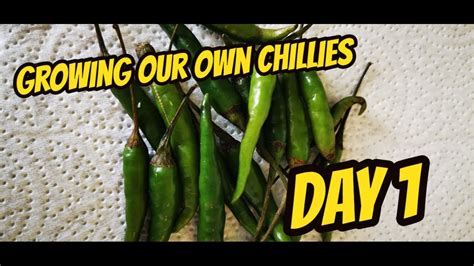 Grow Your Own Chilli Plants Ep 1 Youtube