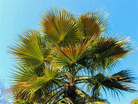 Windmill Palm Trees How To Plant A Windmill Palm Tree