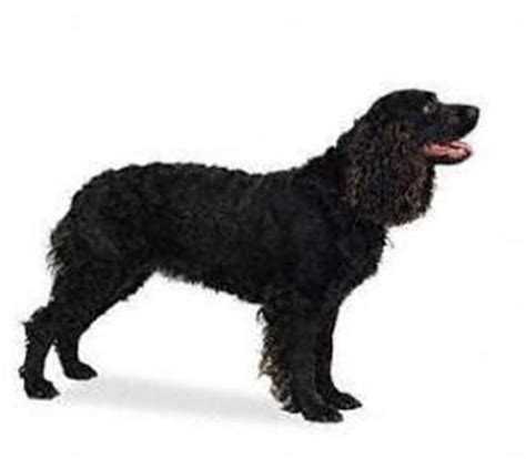 puppy education breed section american water spaniel